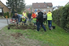 Blumenzwiebeln3